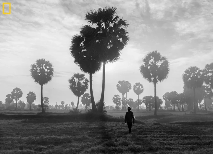 Farmer in palmyra field, NG006