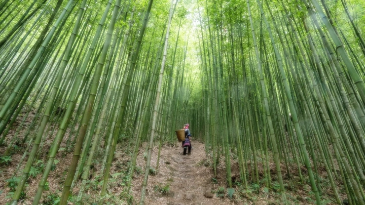 Bamboo Forest