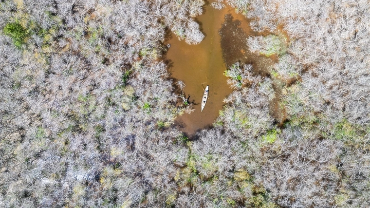 Cha Forest