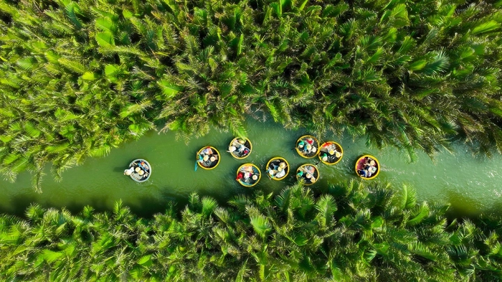 Coconut Forest