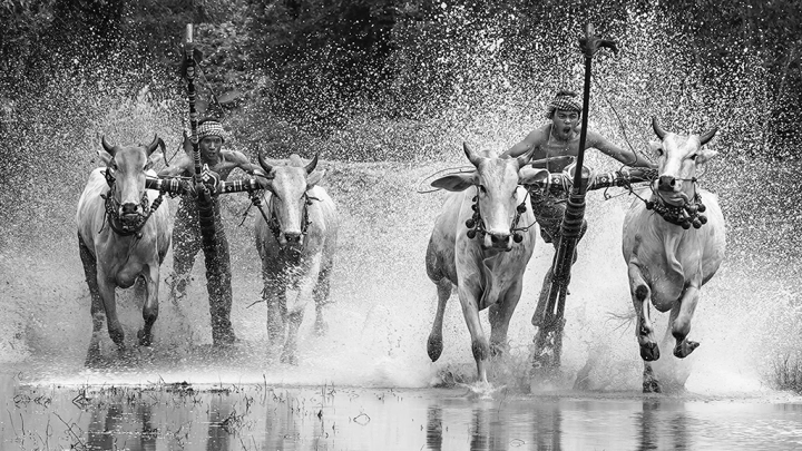 Cow Racing