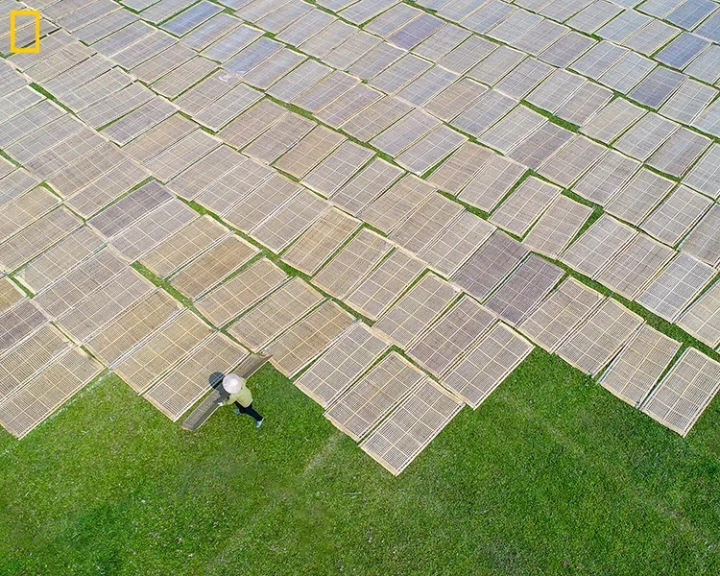 Drying vermicelli, NG052