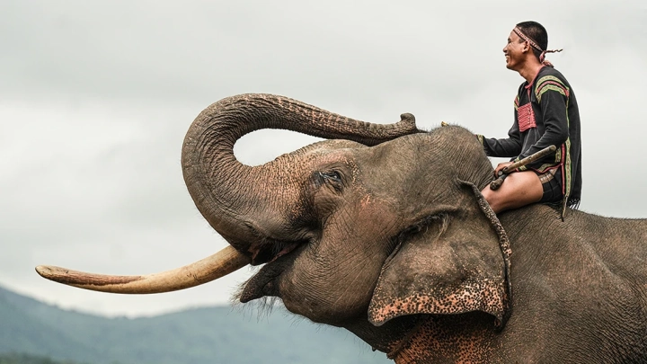 Elephant