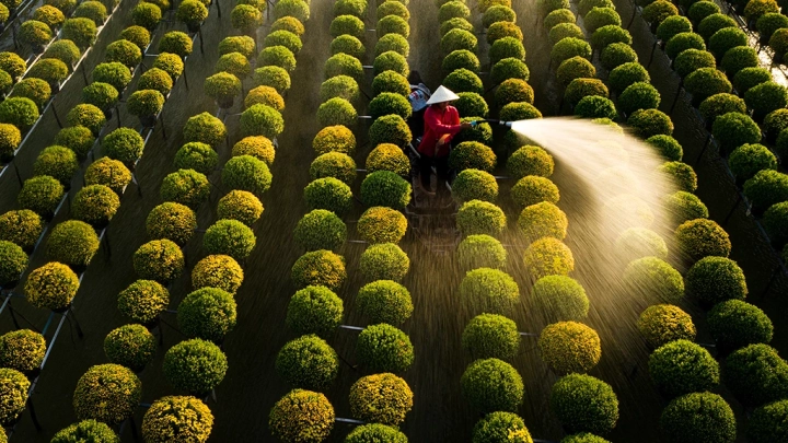 Flower Fields