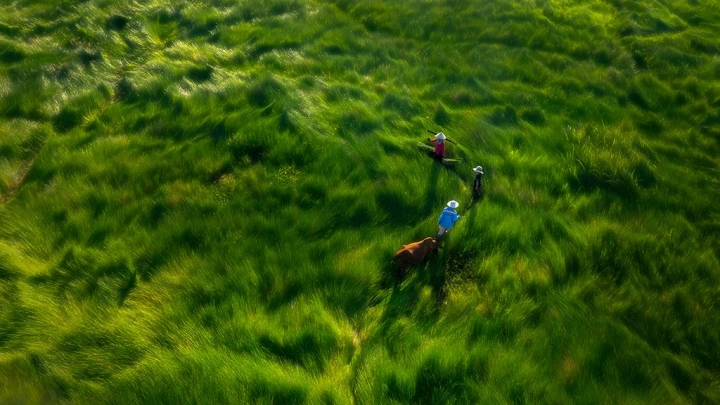 Grass Fields