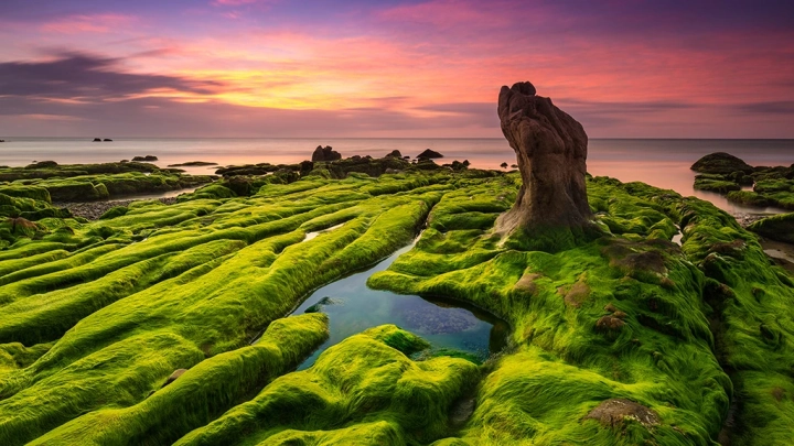 Green Moss