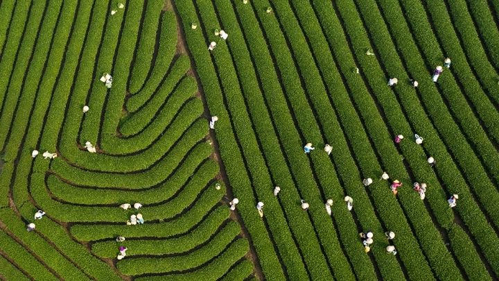 Tea Pickers
