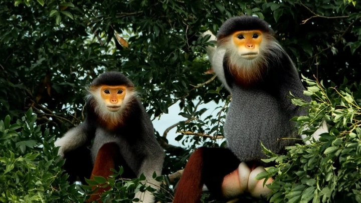 Wildlife