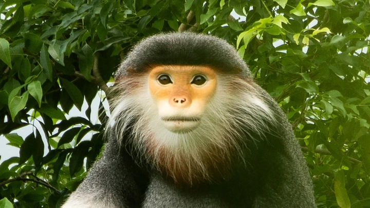 Red-shanked Douc