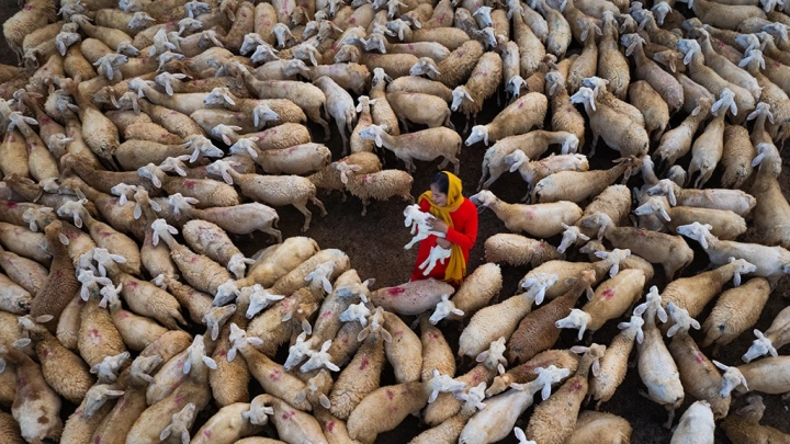 Sheep Farming