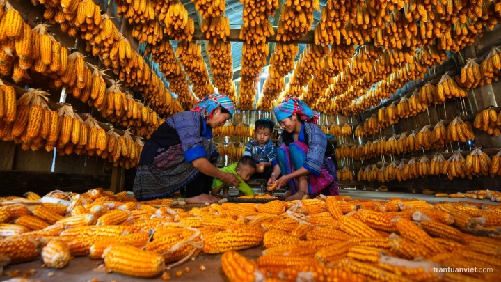 MU CANG CHAI – HOI AN