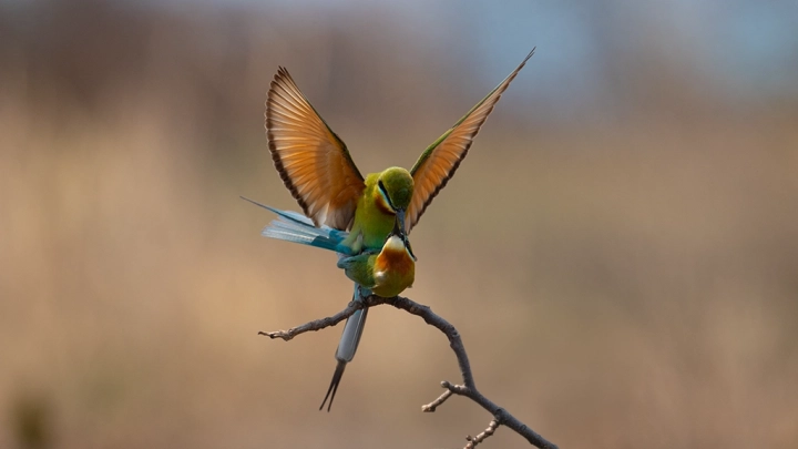 Birds