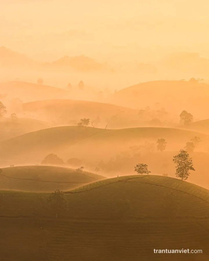 Misty Long Coc tea hills, NG108