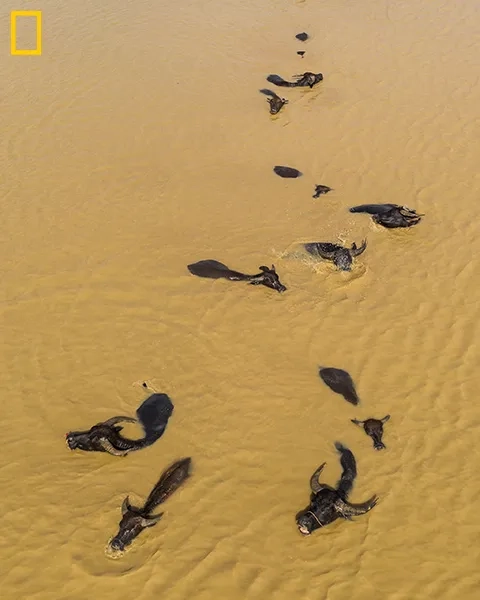 Water buffalo, NG64