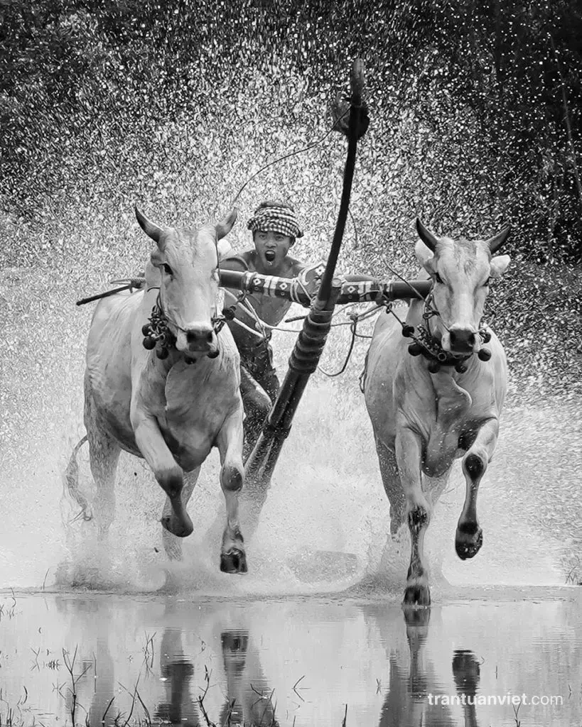 Cow racing in An Giang, NG040