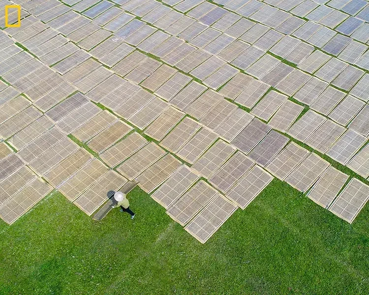 Drying vermicelli, NG052