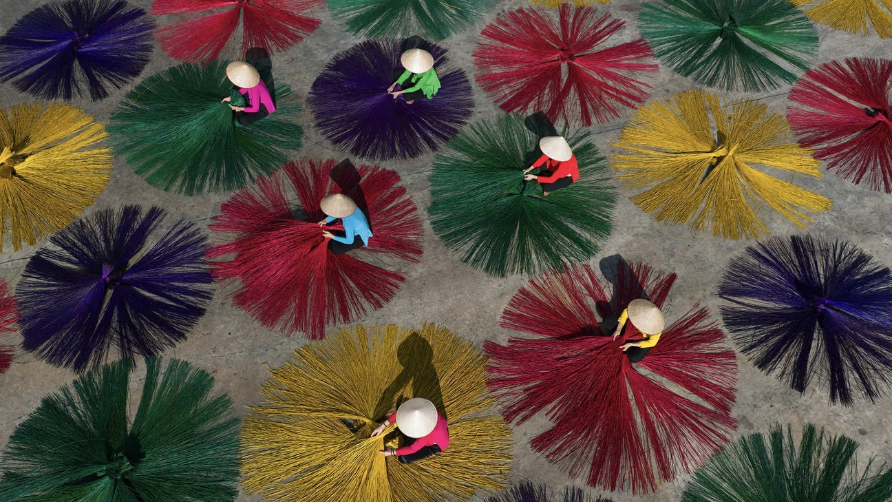 Drying Vibrant Sedge Hanoi