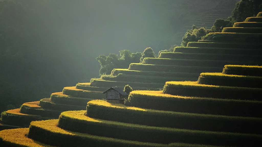 Hau Thao Mu Cang Chai Rice Terraces