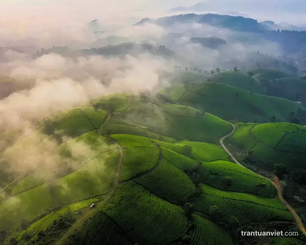 Long Coc tea hills, NG055