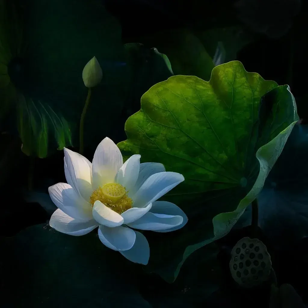 Lotus flower, VN024