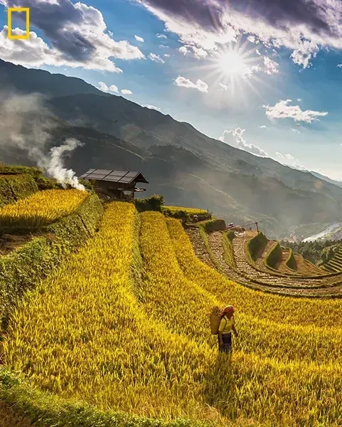 Mu Cang Chai harvest season, NG051