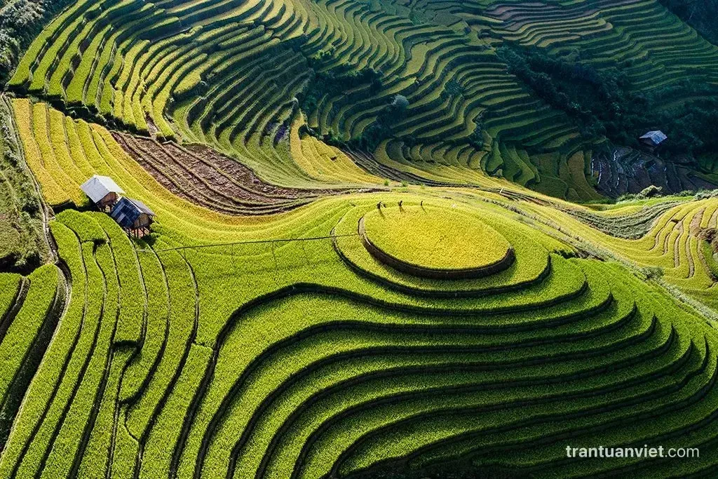 Mu Cang Chai rice terraces, VN005