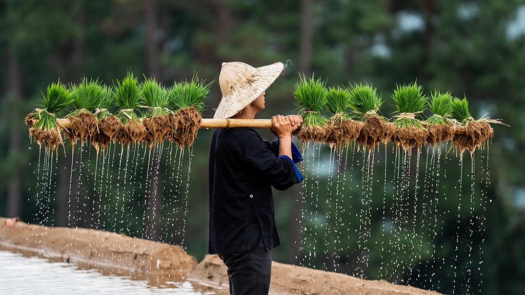 Mu Cang Chai Water Season Farmer Carry
