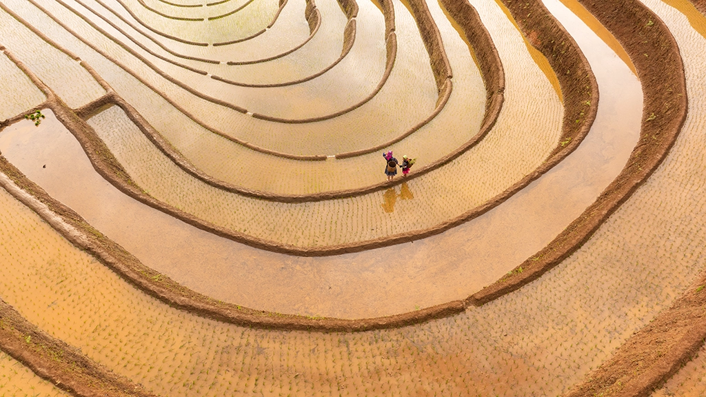 Mu Cang Chai Water Season Horse Shoe