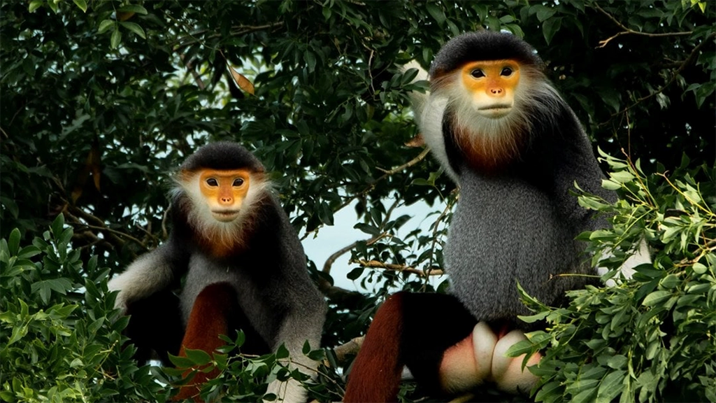 Red Shank Douc Vietnam