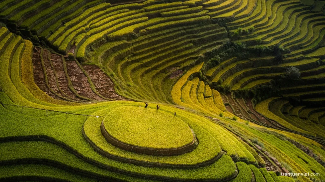 Mu Cang Chai rice terraces