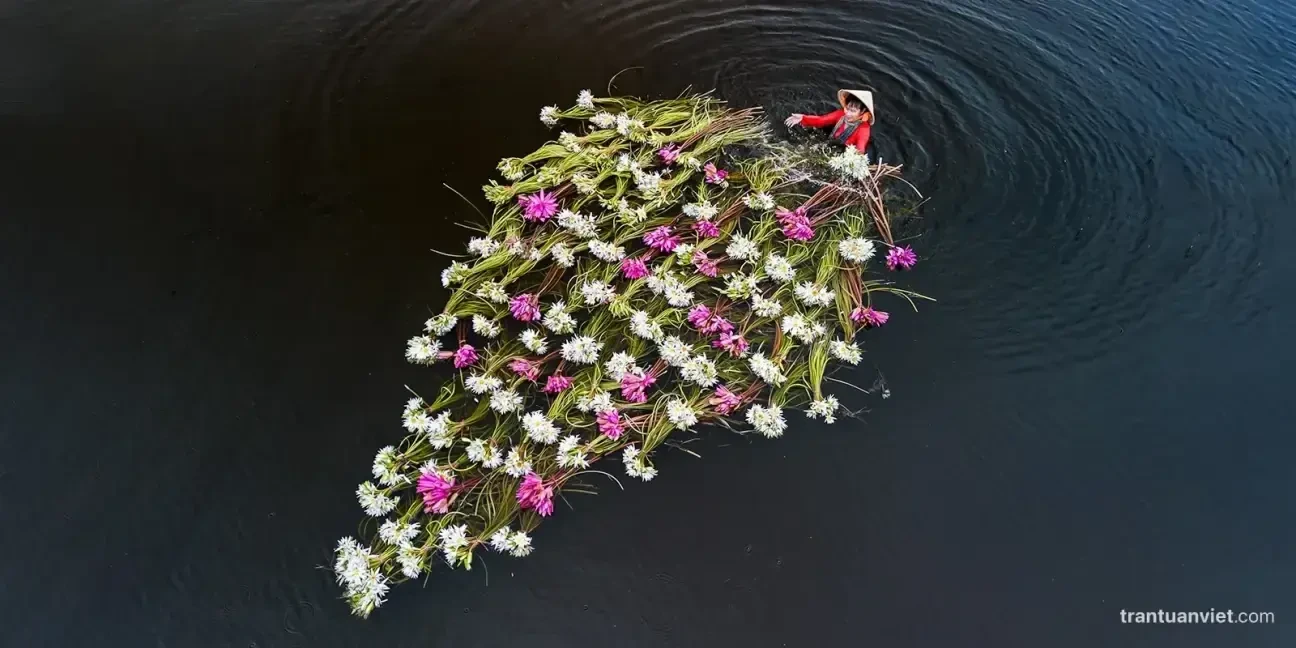 Waterlily Scene Vietnam Autumn Photo Tour Day 10 3