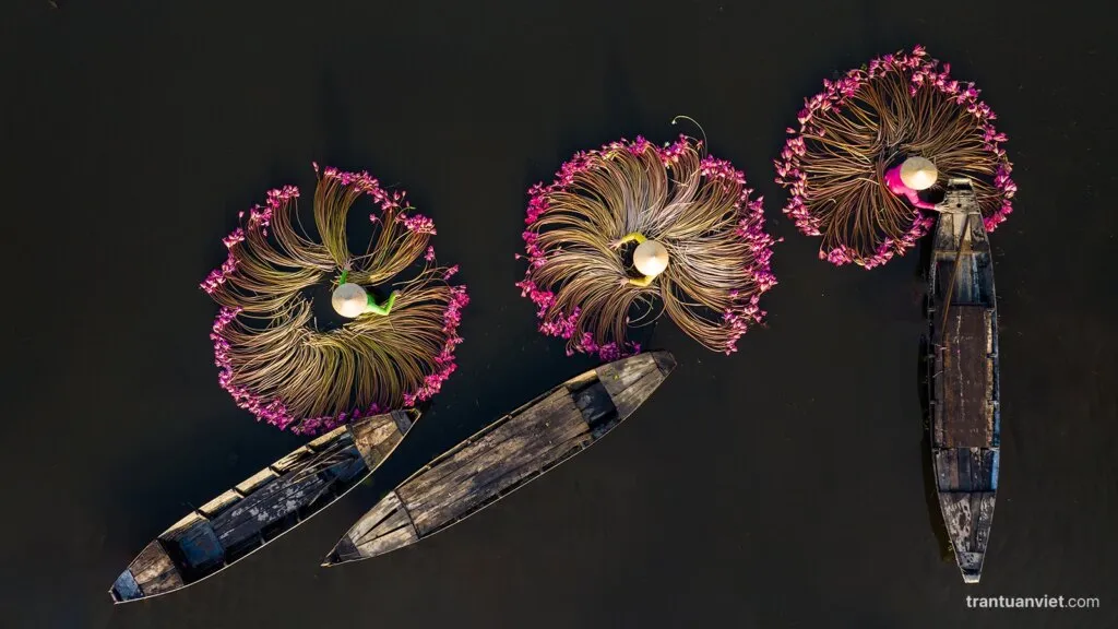 Waterlily scene on our Vietnam Photo Tours