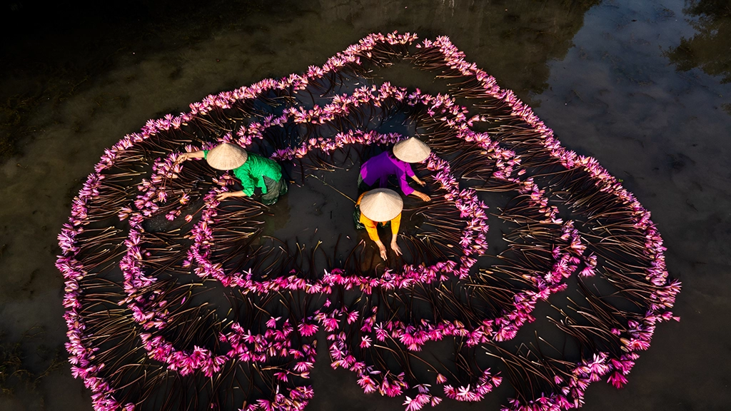 Women And Waterlily In Ninh Binh Vietnam